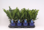 Lauko augalas europinis kukmedis, &Oslash;13, 25 - 30 cm lot. TAXUS BACCATA REPANDENS