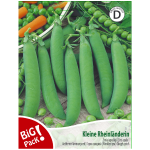 Apvaliųjų žirnių sėklos KLEINE RHEINLANDERIN, 20 g