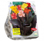 Kanų svogūnėliai, lot. CANNA GEMENGD, 3 vnt