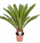 Vazoninis augalas cikas, &Oslash; 19, 70 cm, lot. CYCAS REVOLUTA
