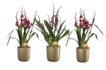 Vazoninis augalas kambrija, vazone, 5-6 stiebai, &Oslash; 12, 60 cm, lot. CAMBRIA BARROCCO RED
