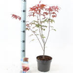 Lauko augalas klevas, &Oslash; 15, 40 cm, lot. Acer palm. mix