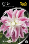 Lelijų svogūnėlis, lot. LILIUM SWEET ROSY