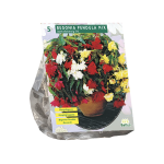 Begonijų svogūnėliai, lot. BEGONIA PENDULA MIX, 5 vnt