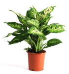 Vazoninis augalas difenbachija, &Oslash; 17, 60 cm, lot. DIEFFENBACHIA LUXE MIX