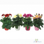 Lauko augalas jurginas, stambiažiedis, &Oslash; 17, 30 cm, lot. Dahlia