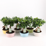 Vazoninis augalas fikusas, vazone, &Oslash; 15, 35 cm, lot. FICUS GINSENG, in ceramic