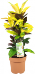 Vazoninis augalas anturis, &Oslash; 17, 60 cm, lot. Anthurium Andreanum Red Champion