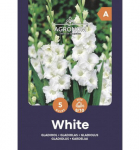 Didžiažiedžių kardelių svogūnėliai, lot. GLADIOLUS WHITE, 5 vnt