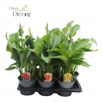 Lauko augalas kana, &Oslash; 17, 70 cm, lot. CANNA