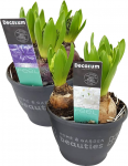 Vazoninis augalas hiacintas, &Oslash; 12, 15 cm, lot. HYACINTHUS MIX