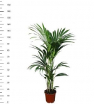 Vazoninis augalas hovėja, &Oslash; 24, 160 cm, lot. HOWEA FORSTERIANA