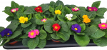 Lauko augalas raktažolė, &Oslash; 9, 15 cm, lot. PRIMULA ACAULIS MIX
