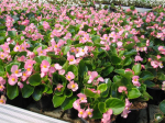 Lauko augalas begonija, &Oslash; 10, lot. BEGONIA SEMPLERFLORES