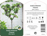 Vaiskrūmis serbentas TITANIJA, lot. RIBES