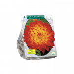 Jurginų svogūnėlis, lot. DAHLIA DECORATIEF PROYCON, 1 vnt