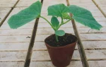 Agurko daigas MIRABELE