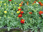 Lauko augalas smulkiažiedė tagetė, &Oslash; 10, 14 cm, lot. TAGETES