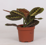 Vazoninis augalas maranta, &Oslash; 12, 30 cm, lot. MARANTA TRICOLOR
