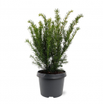 Lauko augalas kukmedis, &Oslash; 19, 30 cm, lot. Taxus media Farmen