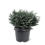 Lauko augalas puskiparisis, &Oslash; 19, 25 cm, lot. Chamaecyparis pis. Blue Moon