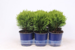 Lauko augalas vakarinė tuja, &Oslash; 15, 35 cm, lot. Thuja occidentalis Danica