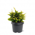 Lauko augalas puskiparisis, &Oslash;20, 30 cm, lot. Chamaecyparis obtusa Fernspray Gold