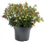 Vaiskrūmis bruknė, C 2,5, &Oslash; 18, 30 - 40 cm, lot. VACCINIUM VITIS-IDAEA