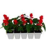 &Scaron;alavijo daigai pakuotėje, 10 vnt., lot. SALVIA