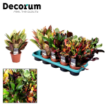 Vazoninis augalas krotonas, &Oslash; 12, 30 cm, lot. Codiaeum Petra