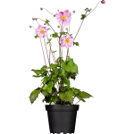 Lauko augalas plukė, &Oslash; 17, 35 cm, lot. Anemone