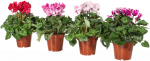 Vazoninis augalas ciklamenas, &Oslash; 10,5, 20 cm, lot. CYCLAMEN