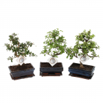 Vazoninis augalas bonsas, vazone, &Oslash; 20, 35 cm, lot. BONSAI Mix S shape, with saucer
