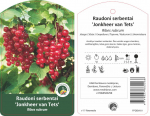 Vaiskrūmis serbentas Jonker van test, lot. RIBES