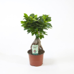 Vazoninis augalas fikusas, &Oslash; 12, 35 cm, lot. FICUS