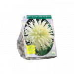 Jurginų svogūnėlis, lot. DAHLIA TSUKI-YORI-NO-SHISHA, 1 vnt
