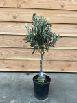 Vazoninis augalas alyvmedis, &Oslash; 15, 55 cm, lot. OLEA EUROPAEA