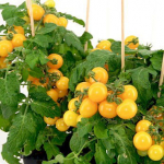 Pomidorų daigas, tinka auginti ant palangės,  &Oslash; 10, lot. YETO