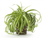 Vazoninis augalas chlorofitas, &Oslash; 12, 25 cm, lot. CHLOROPHYTUM BONNIE