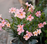Lauko augalas Oleandras, &Oslash; 17, 55 cm, lot. Nerium oleander