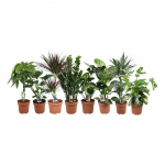Vazoninis augalas sansevjera, &Oslash; 21, 60 cm, lot. SANSEVIERIA CYLIND SKYLIN