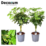 Vazoninis augalas &scaron;eflera, &Oslash; 21, 75 cm, lot. Schefflera gevlochten on stem
