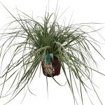 Lauko augalas viksva, &Oslash; 17, 35 - 45 cm, lot. CAREX OSHIMENSIS EVEREST