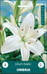 Lelijų svogūnėliai, lot. LILIUM ASIATIC UMBRIA, 2 vnt.