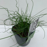 Lauko augalas vik&scaron;ris, &Oslash; 17, 30 cm, lot. Juncus Spiralis