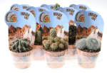 Vazoninis augalas kaktusas/sukulentas, &Oslash; 10,5, 20 cm, lot. CACTUS/SUCCULENTUS