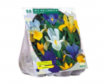 Vilkdalgių svogūnėliai, lot. IRIS HOLLANDICA, 50 vnt