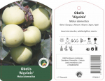 Vaismedis obelis ALYVINIS, lot. MALUS DOMESTICA