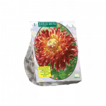 Jurginų svogūnėlis, lot. DAHLIA AKITA, 1 vnt