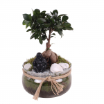 Vazoninis augalas bonsas, vazone su dekoracija, &Oslash; 20, 30 cm, lot. BONSAI in Glass bowl